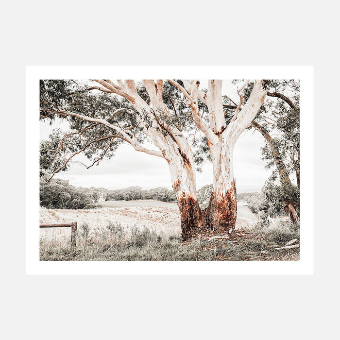 A photographic art print of the Australian Hills landscape with an old gum tree in the foreground.