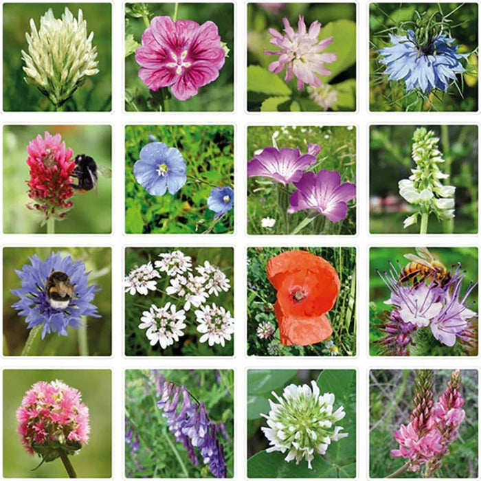 Blossombs  Dear Teacher-  7 Seed Bomb Balls