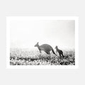 A Black and White photo wall art print featuring Kangaroos in a field.