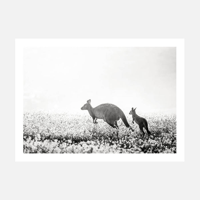 A Black and White photo wall art print featuring Kangaroos in a field.