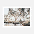 Creekside Gum Trees wall art print