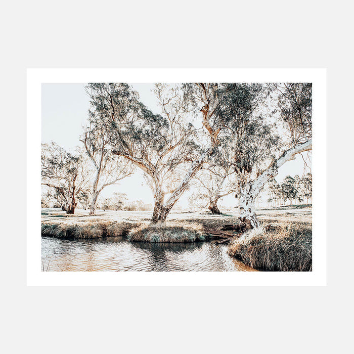 Creekside Gum Trees wall art print