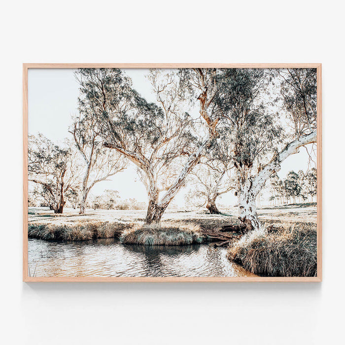 Creekside Gum Trees