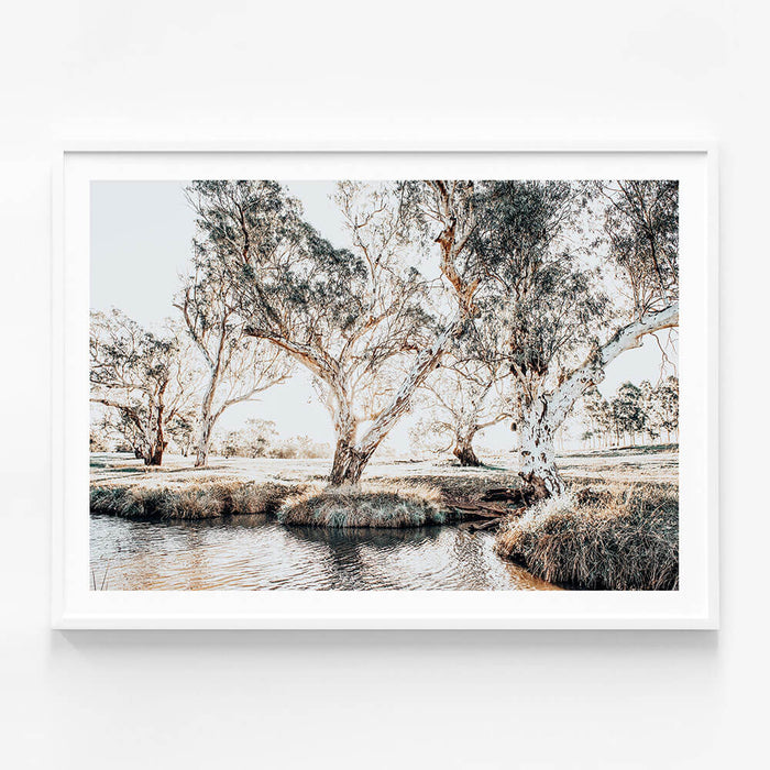 Creekside Gum Trees