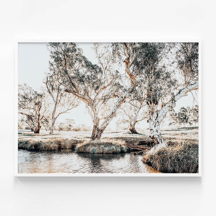 Creekside Gum Trees