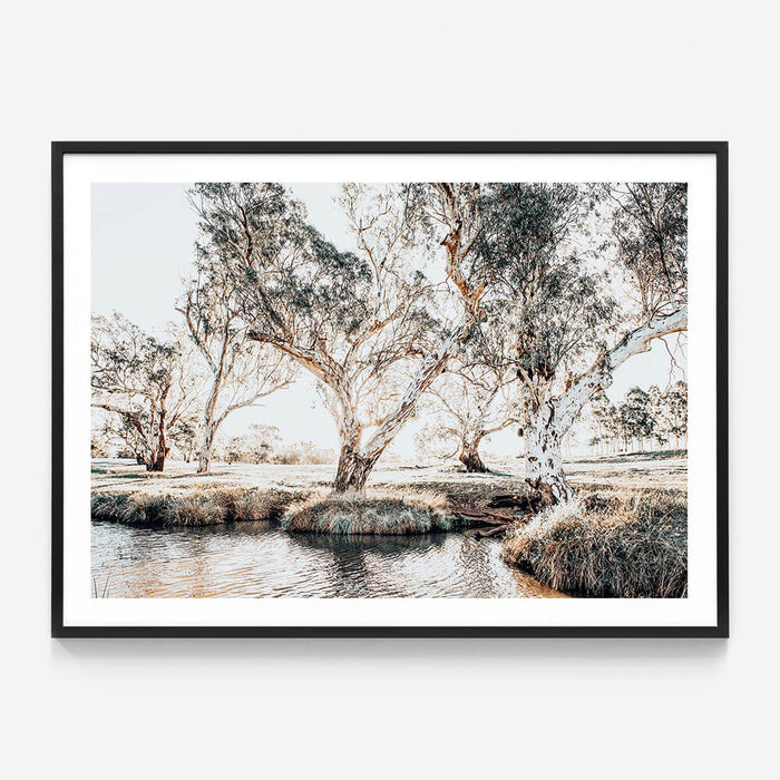 Creekside Gum Trees