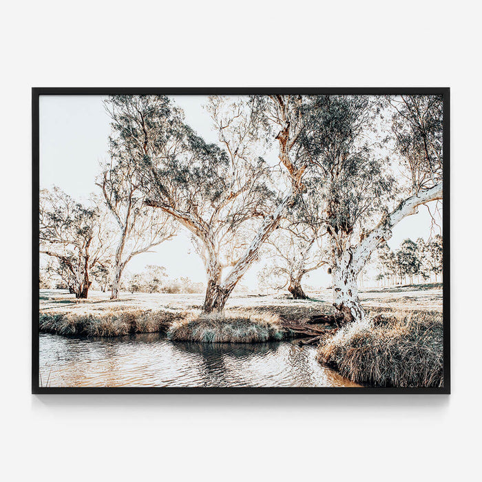 Creekside Gum Trees