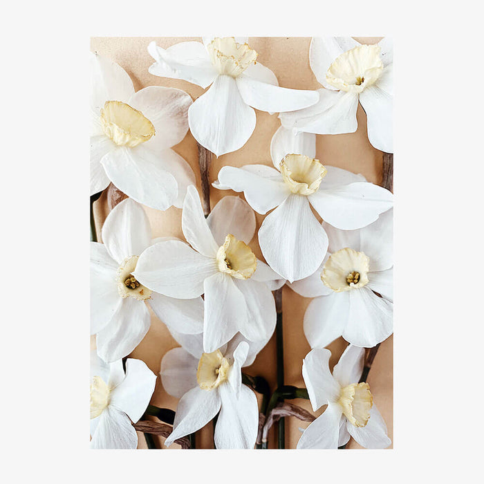 Daffodils
