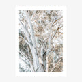 Eucalyptus View 3 wall art print