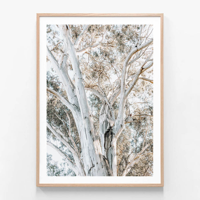 Eucalyptus View 3 wall art print in oak frame