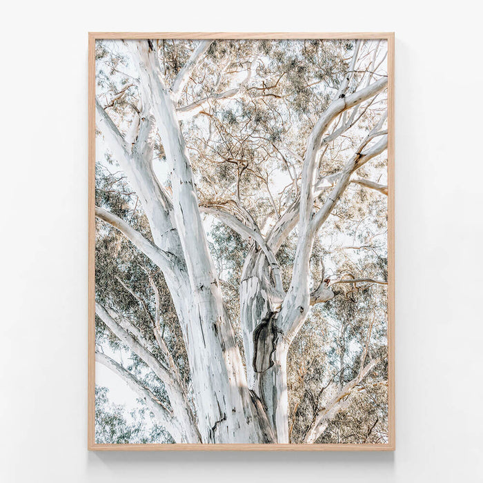 Eucalyptus View No. 3