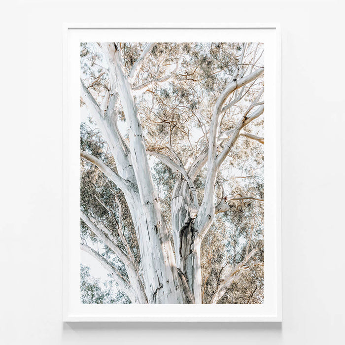 Eucalyptus View No. 3