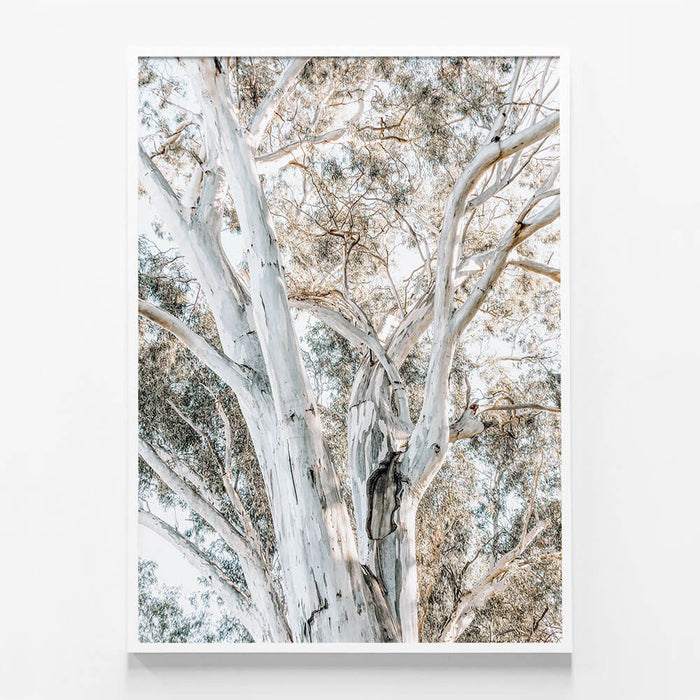 Eucalyptus View No. 3