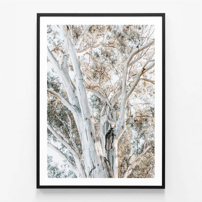 Eucalyptus View No. 3