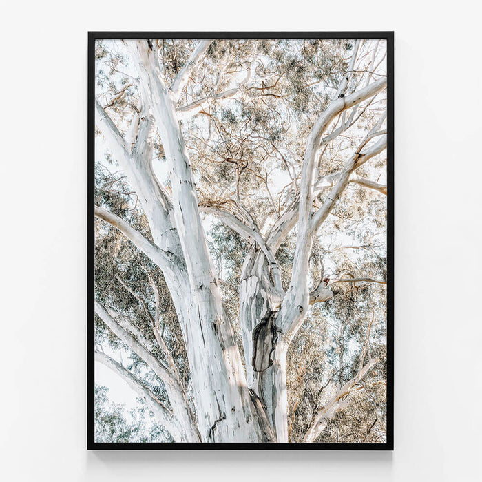 Eucalyptus View No. 3