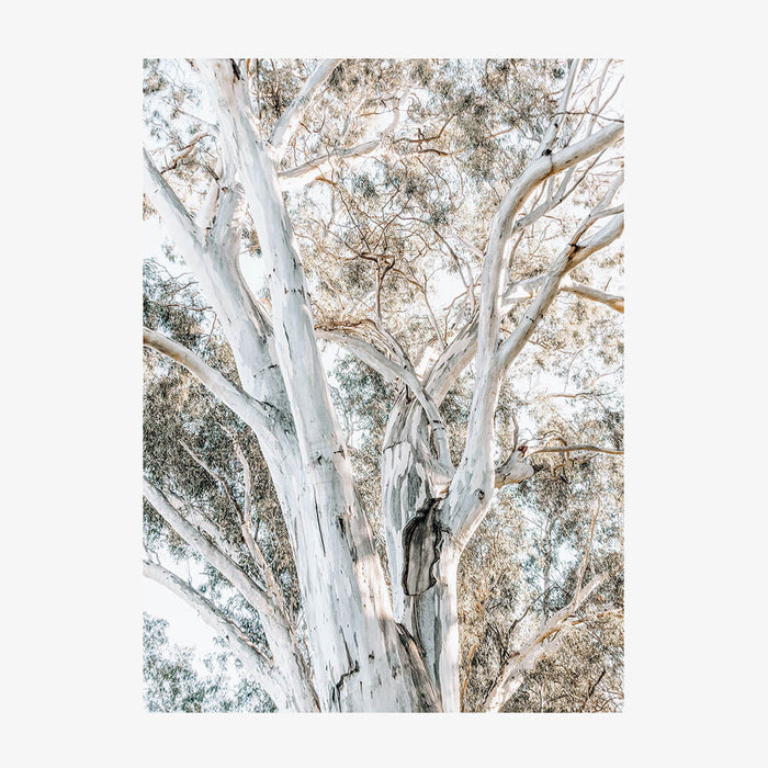 A3 - 29.7 x 42 / Unframed / No