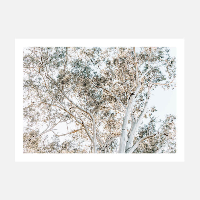 Eucalyptus View 4 wall art print