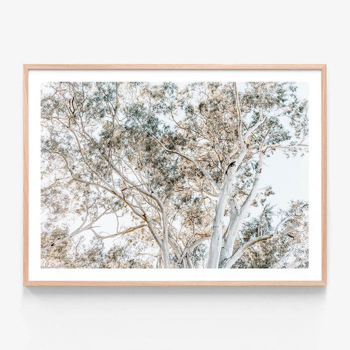 Eucalyptus View 4 wall art print in oak frame
