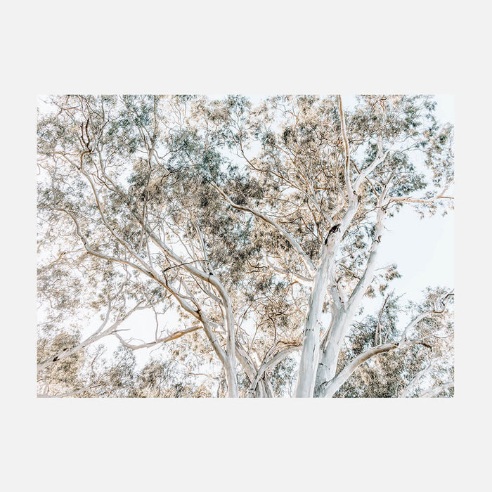 Eucalyptus View No. 4