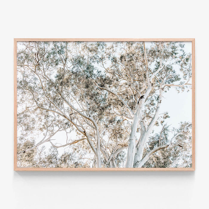Eucalyptus View No. 4