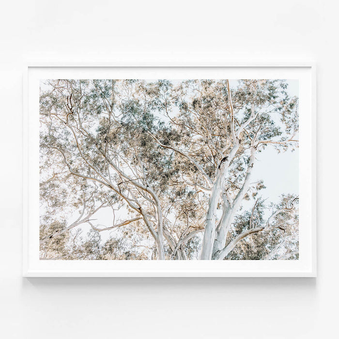 Eucalyptus View No. 4