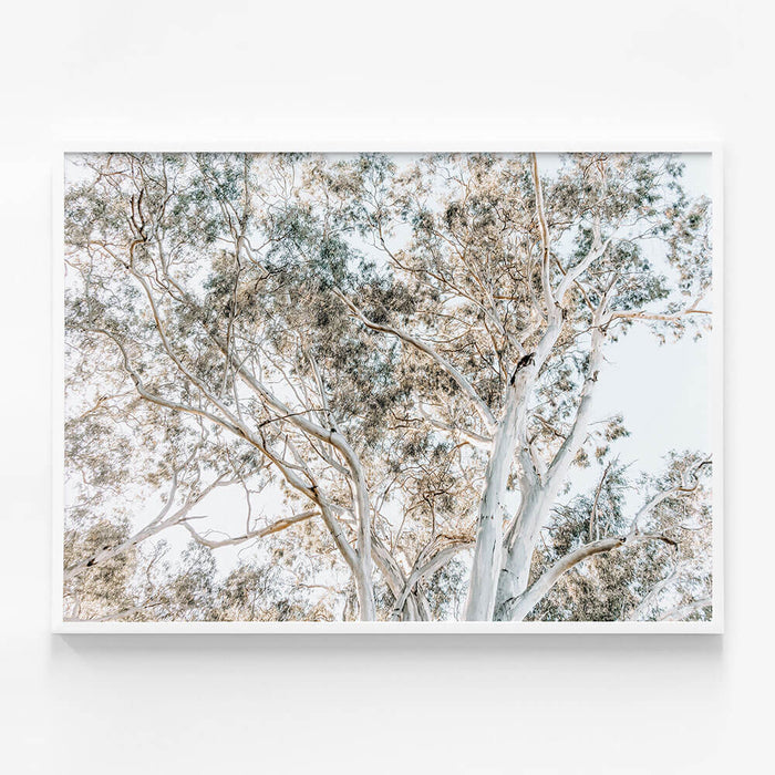 Eucalyptus View No. 4