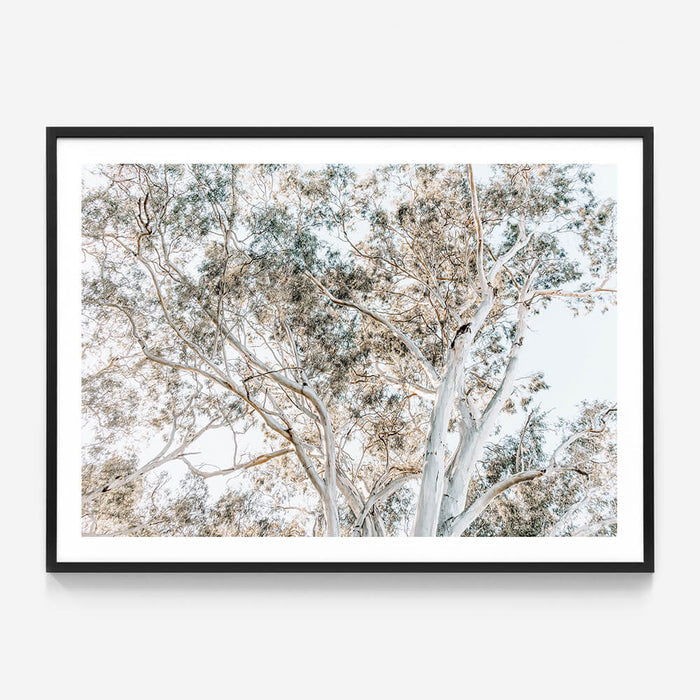 Eucalyptus View No. 4