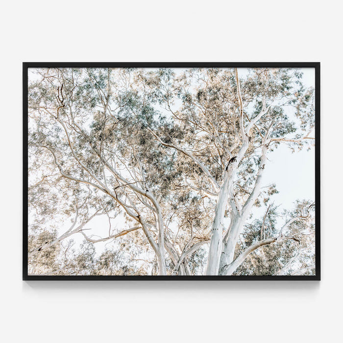 Eucalyptus View No. 4