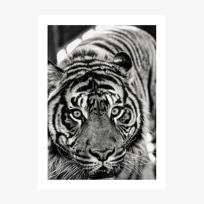 Eye of the Tiger wall art print