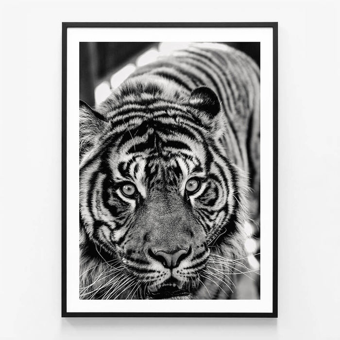 Eye of the Tiger wall art print in black frame