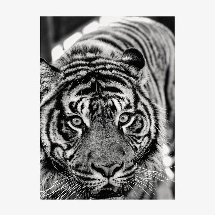 Eye of the Tiger