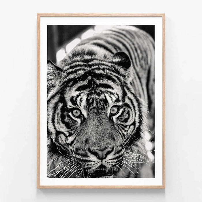 Eye of the Tiger