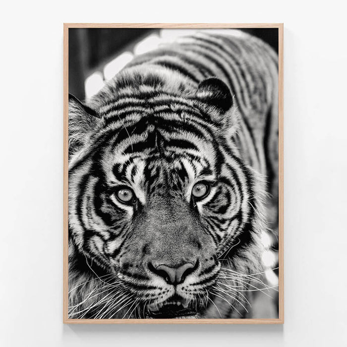 Eye of the Tiger