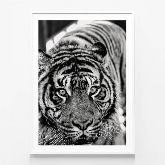 Eye of the Tiger