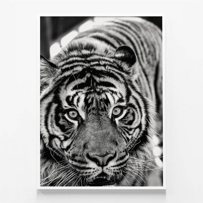 Eye of the Tiger