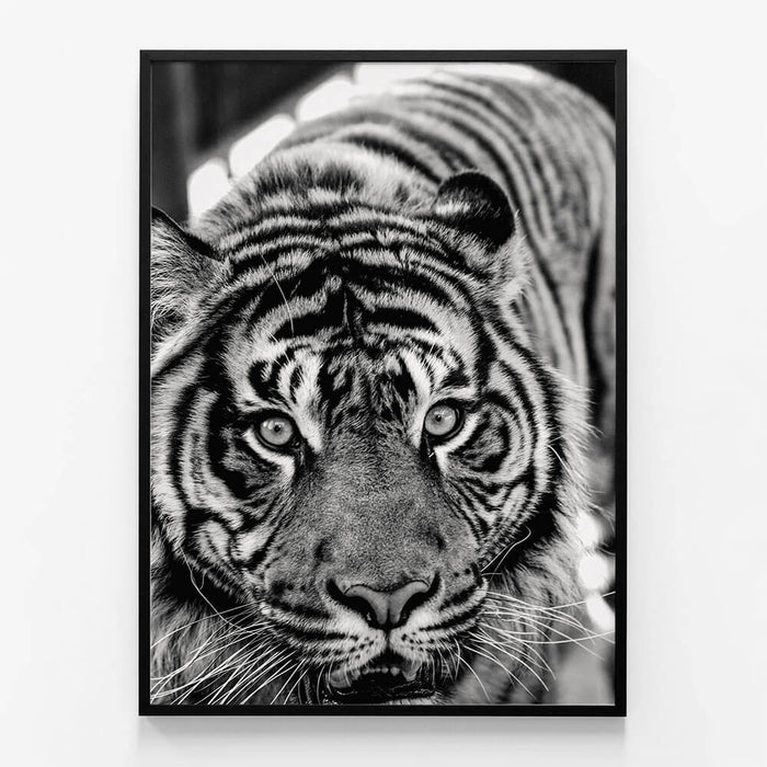 Eye of the Tiger