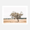 A photo wall art print featuring Grazing Sheep in the Australian landscape.