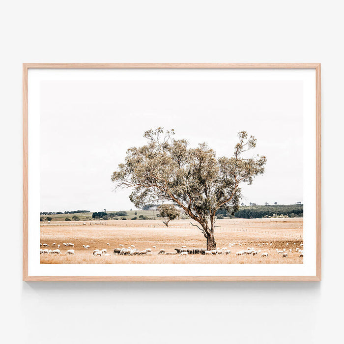 Grazing Sheep wall art print in oak frame