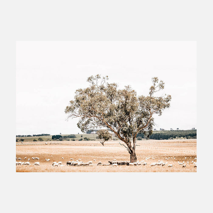 Grazing Sheep