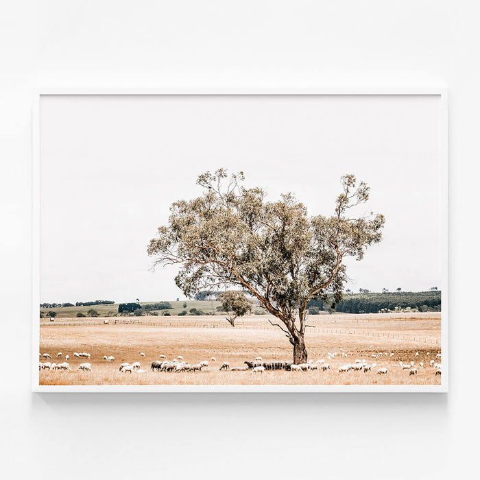 Grazing Sheep
