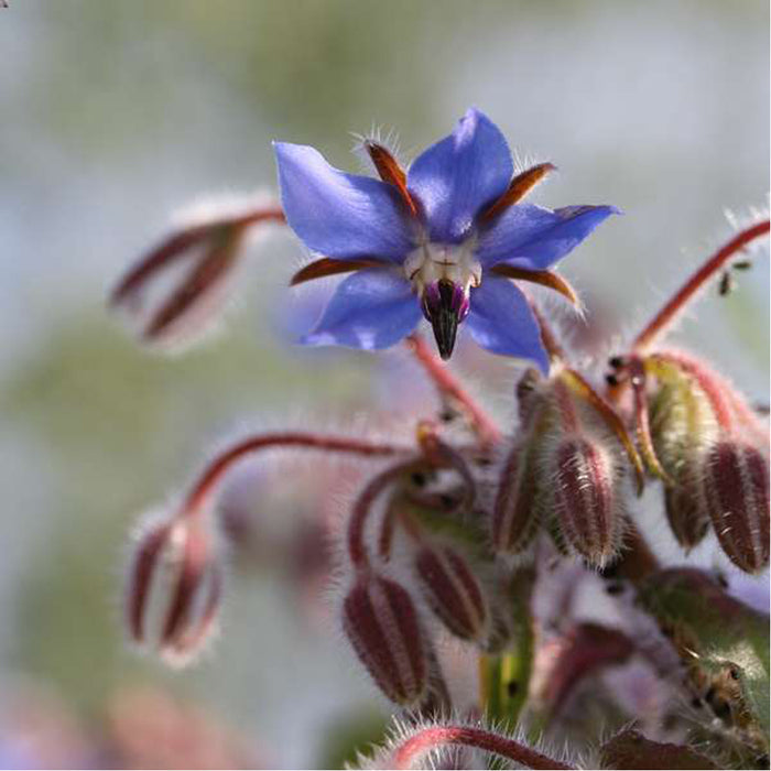 irish wildflower