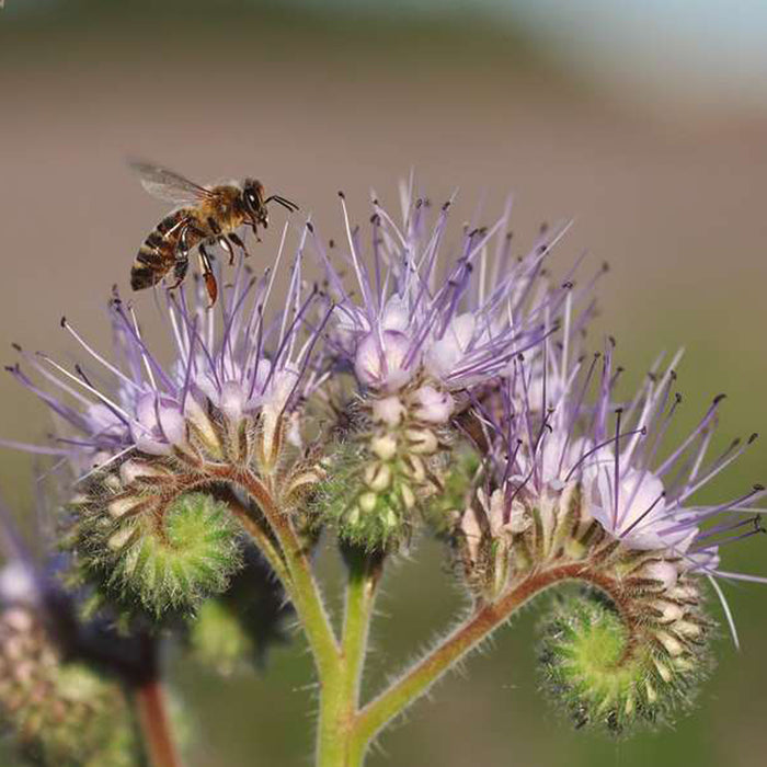 Hanna's Bees Seed Collection Gift Pack