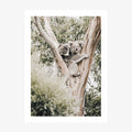 Koala Joey wall art print