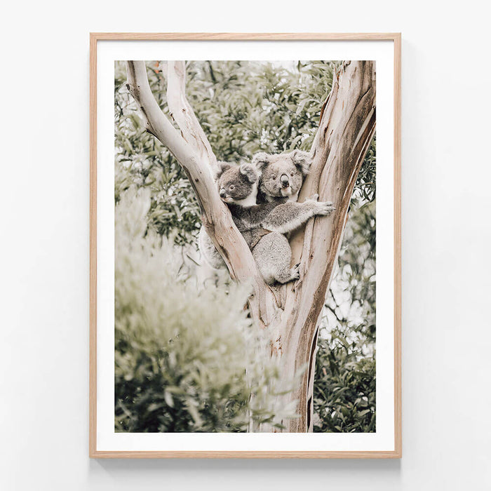 Koala Joey wall art print in oak frame