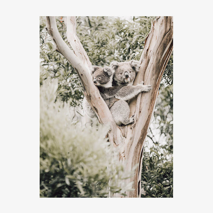 Koala & Joey