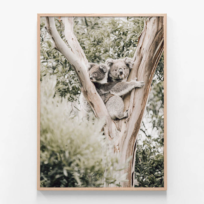 Koala & Joey