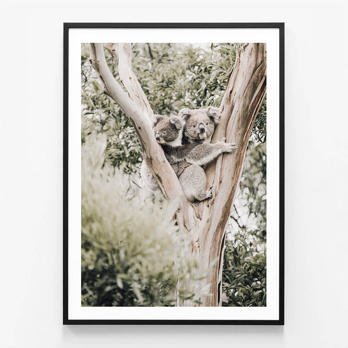 Koala & Joey
