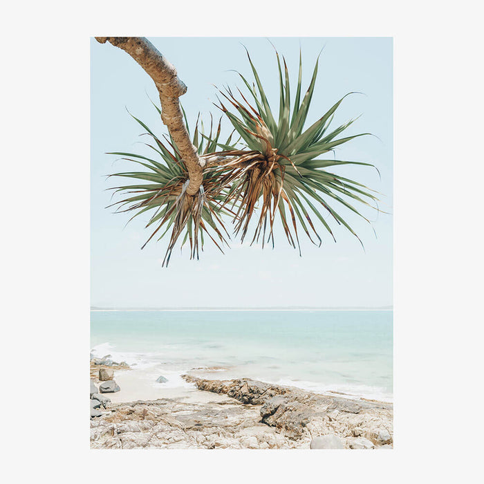 Noosa Pandanus