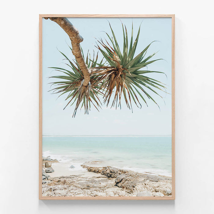 Noosa Pandanus