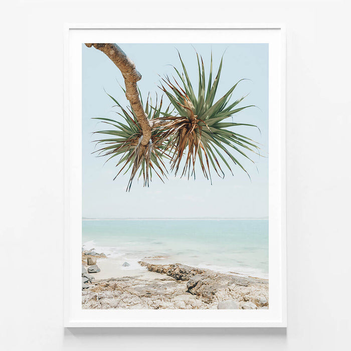 Noosa Pandanus